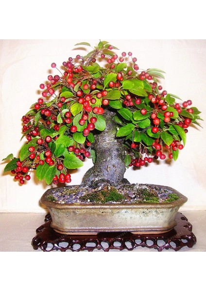 Bodur Kiraz Bonsai Ağacı Ekim Seti 3'lü Saksı Toprak Kombin