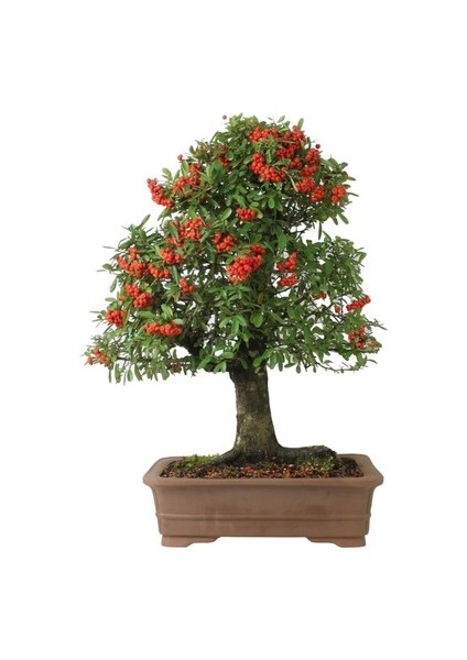 Bodur Kiraz Bonsai Ağacı Ekim Seti 3'lü Saksı Toprak Kombin fiyatları
