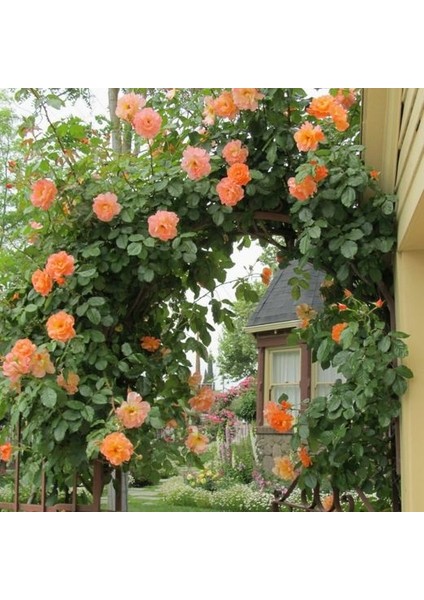 Turuncu Sarmaşık Gül Tohumu 5'li
