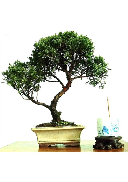 Bodur Peru Zakkumu Bonzai Ağacı Tohumu 3'lü Bonsai Ağacı Tohumu