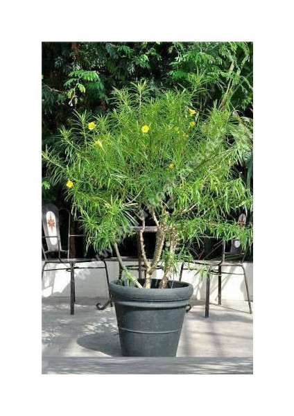 Bodur Peru Zakkumu Bonzai Ağacı Tohumu 3'lü Bonsai Ağacı Tohumu