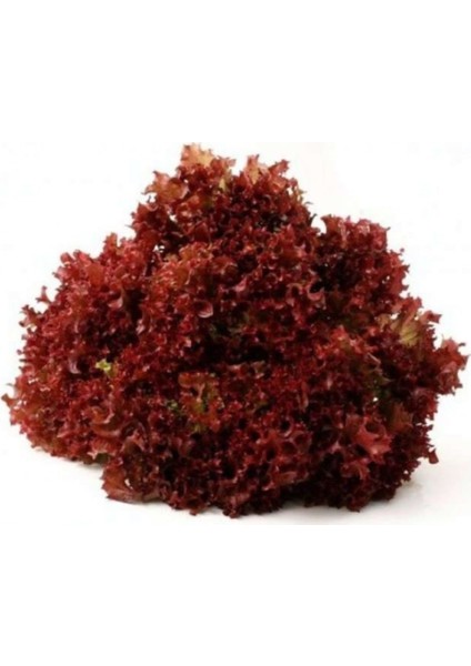 Kırmızı Kıvırcık Marul Tohumu 100 Adet Tohum Lolo Rosso