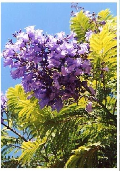 Nadir Jakaranda Ağacı Tohumu 50 Adet Tohum Jacaranda Mimosifolia