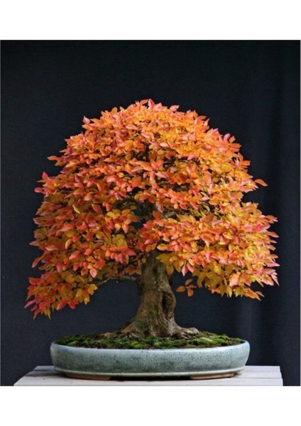 Liquidamber Bonzai Ağacı Ekim Seti 5 Adet Tohum Saksı Toprak Kombin
