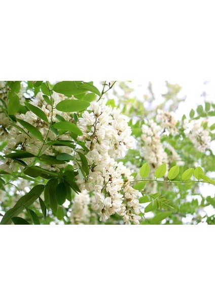 Akasya Tohumu 15'li Saksı Torf Tohum