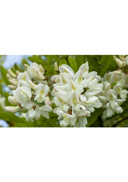 Akasya Tohumu 15'li Saksı Torf Tohum modelleri