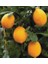 Tüplü Çok Dallı Meyve Verme Yaşında Mayer Limon Fidanı 1