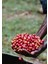 Single Origin Etiyopya Sidamo Çekirdek Kahve 1 kg 3