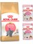 British Shorthair Kitten Yavru Kedi Maması 2 kg + Royal Canin Kitten Yaş Mama 2 Adet 1