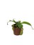 Nepenthes Alata Ev ve Ofis Bitkisi 1