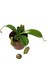 Nepenthes Alata Ev ve Ofis Bitkisi 2