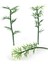 Bambu 6,0cm 1/100 3 ad 1