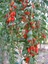 Goji Berry Red Kırmızı Kurt Üzümü Fidanı 20-40 cm Saksıda 1