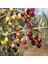 Zeytin Fidanı Arbequina Saksıda 40 - 60 cm 1