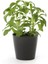 Stevia Ekim Seti 10'lu Saksı Toprak Şekerotu 1
