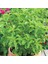 Stevia Ekim Seti 10'lu Saksı Toprak Şekerotu 2