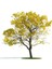 Sarı Tabebuia Ağacı Tohumu 5'li 1