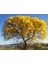 Sarı Tabebuia Ağacı Tohumu 5'li 2
