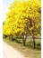 Sarı Tabebuia Ağacı Tohumu 5'li 3