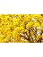 Sarı Tabebuia Ağacı Tohumu 5'li 4
