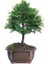 Bodur Selvi Bonsai Ağacı Tohumu 5'li Bonsai Tohumu 2