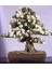 Bodur Beyaz Zakkum Bonzai Ağacı Tohumu 5'li Bonsai Tohumu 4