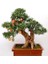 Bodur Nar Bonzai Ağacı Tohumu 5'li Bonsai Tohumu 1