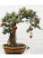 Bodur Nar Bonzai Ağacı Tohumu 5'li Bonsai Tohumu 4