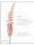 Botanical Illustration From Life: A Visual Guide To Observing, Drawing And Painting Plants 1