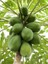 Tropikal Meyve Papaya Ağacı Tohumu 3'lü 3