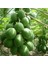 Tropikal Meyve Papaya Ağacı Tohumu 3'lü 4