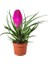 Nadir Tillansia Çiçeği Tohumu 5'li Airplant 1