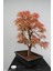 Bodur Acer Negundo Bonsai Ağacı Ekim Seti 5'li Saksı Toprak Kombin 2