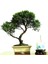 Bodur Peru Zakkumu Bonzai Ağacı Tohumu 3'lü Bonsai Ağacı Tohumu 1
