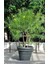 Bodur Peru Zakkumu Bonzai Ağacı Tohumu 3'lü Bonsai Ağacı Tohumu 2