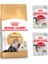 Adult Yetişkin Persian Kedi Maması 2 kg + Royal Canin Yetişkin Jel Kedi Maması 2 Adet 1