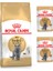 Adult Yetişkin British Shorthair Kedi Maması 2 kg + Royal Canin Yetişkin British Shorhair Yaş Maması 2 Adet 1