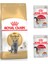 Adult Yetişkin British Shorthair Kedi Maması 2 kg + Royal Canin Instinctive Jel Yaş Kedi Maması 2 Adet 1