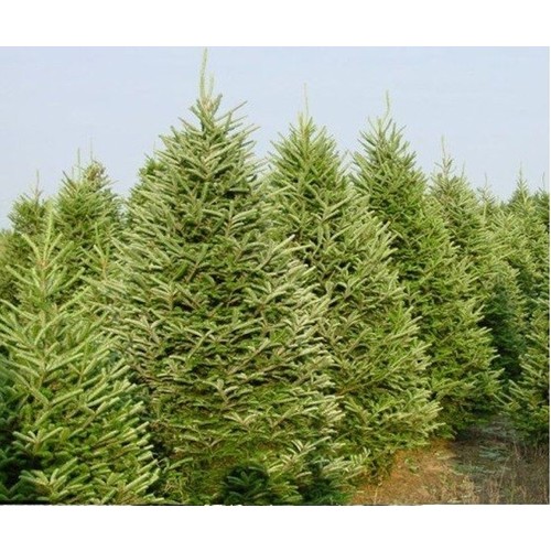 Kuralkan Doğu Ladin Picea Orientalis L. Link 150 cm Fiyatı