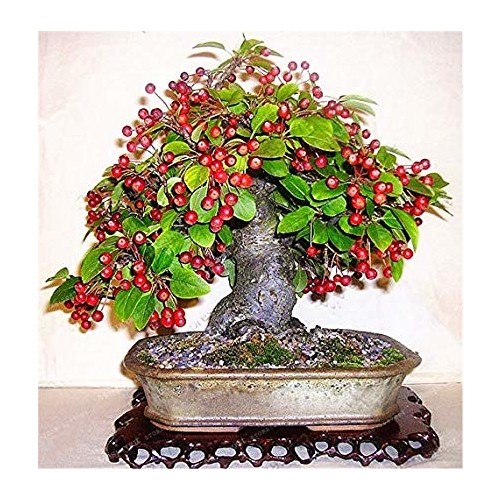 Çam Tohum Bodur Kahve Bonzai Ağacı Tohumu 5�li Bonsai Tohumu Fiyatı