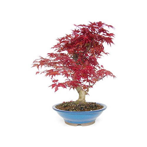 Cam Tohum Liquidambar Bonsai Agaci Tohumu 5 Adet Bonsai Fiyati