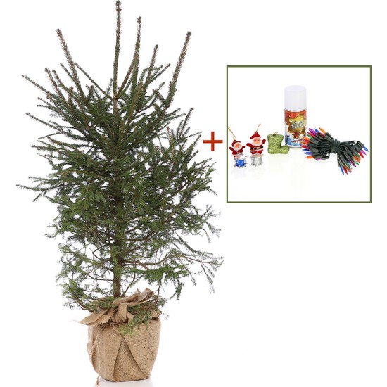 Yılbaşı Çam Ağacı 150 Cm | Fiyat Arşivi