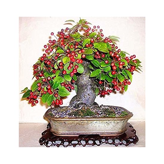 Çam Tohum Bodur Kahve Bonzai Ağacı Tohumu 5�li Bonsai Tohumu Fiyatı