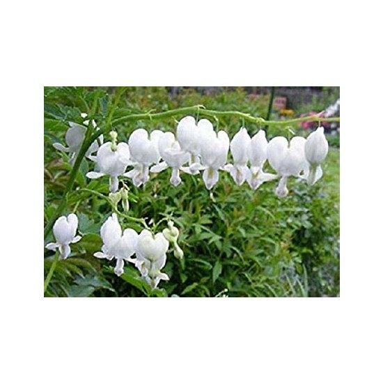 Serdar Çam Tohumculuk Nadir Beyaz Kanayan Kalpler Dicentra Fiyatı