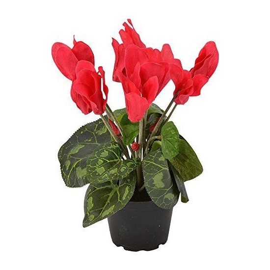 Tunç Botani̇k Kırmızı Siklamen Çiçeği 3'lü