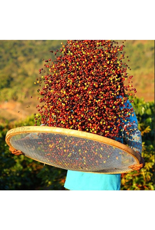 Mineiro Coffee Modelleri, Fiyatları ve Ürünleri Hepsiburada