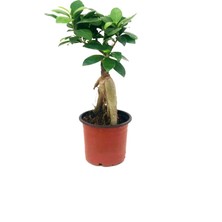 Fidanova Ginseng Bonsai 20-30 cm Boyunda
