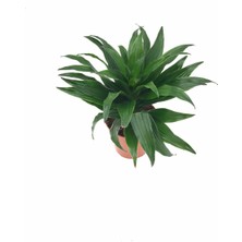 Fidanova Dracena Compacta 9 Cm Lik Saksıda 25-35cm