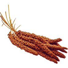 Cnc Pet Kızıl Dal Darı Besleyici Kuş Yemi Açık Paket 500 gr