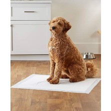 Pets Köpek Kokusuz Çiş Pedi 60X90 cm 10LU Paket